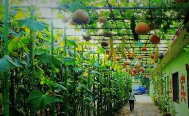 从城市到田野 大学毕业生打造200亩观光农业园，“东方锄禾”生意火爆背后的乡村振兴新路径