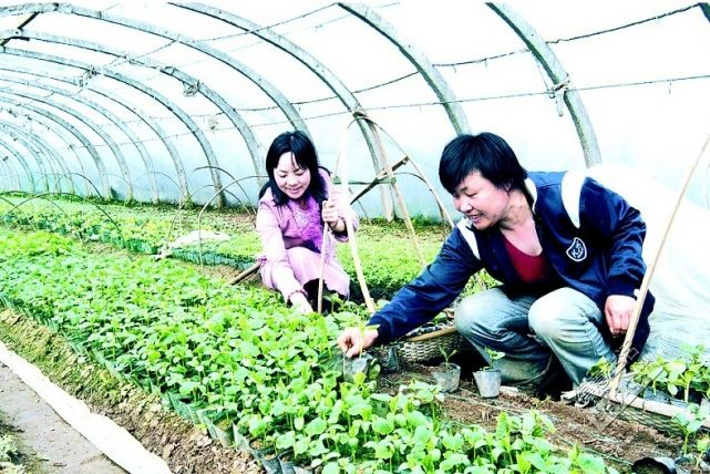 武钢农业园首创土地认养众筹 3000元享1分地1年使用权，推动生态农业与城市休闲深度融合