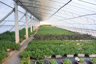 抓典型 树榜样 培植脱贫核心竞争力