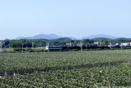 九百垌 一园揽四季的休闲观光农业公园